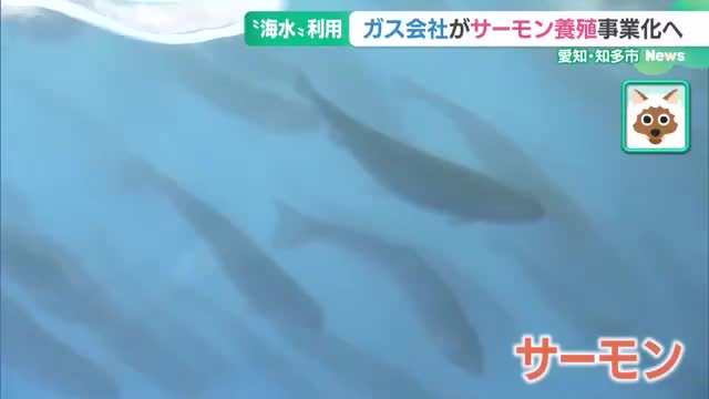 東邦ガスがサーモン陸上養殖事業化へ　ブランド名「知多クールサーモン」 低温のLNGタンクを活用