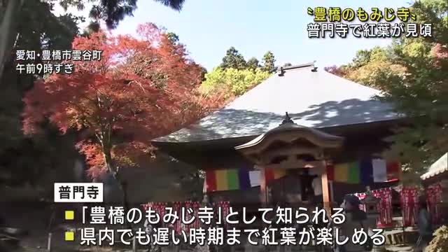 「豊橋のもみじ寺」　普門寺で紅葉が見頃に　ヒマラヤザクラも5分咲き　愛知県豊橋市