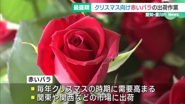 クリスマス向けの赤いバラの出荷が最盛期　栽培面積と出荷量が全国1位　愛知県豊川市