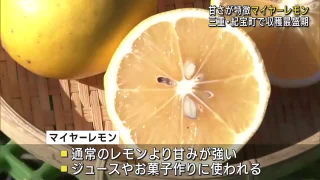 「マイヤーレモン」の収穫が最盛期　甘みが強いのが特徴　三重県紀宝町