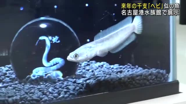 来年の干支の「巳」にちなみヘビのような魚を展示　白蛇を連想　名古屋水族館