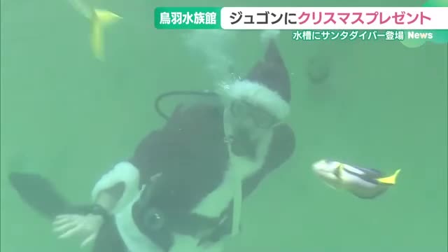 サンタクロースの恰好をしたダイバー　海の人気者にクリスマスプレゼント　鳥羽水族館