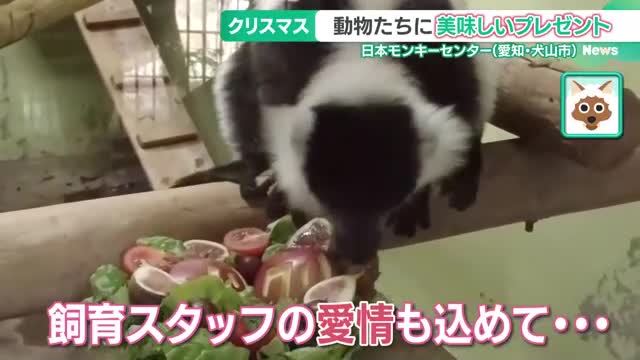 トナカイ号が動物たちに”おいしい”プレゼント　大喜びの様子を配信　日本モンキーセンター