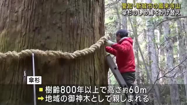 鳳来寺山の御神木「傘杉」のしめ縄をかけ替え　愛知県新城市