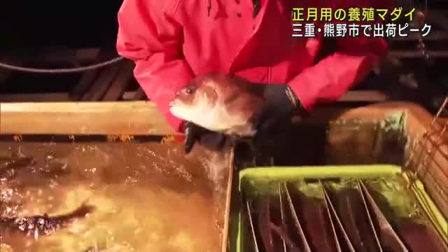 正月用のマダイ　水揚げピーク　年末年始に3万匹を出荷　三重県熊野市