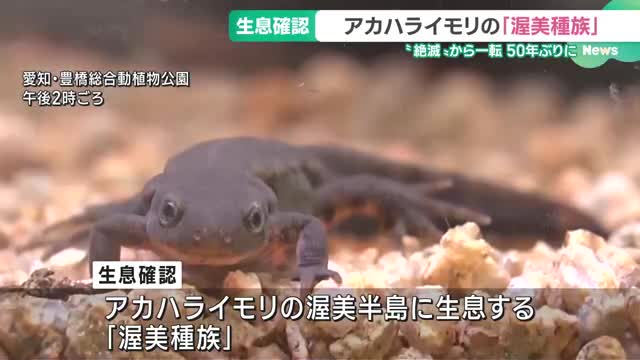 “絶滅”から一転、アカハライモリの「渥美種族」を50年ぶりに生息確認　愛知県豊橋市