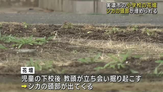 小学校の花壇にシカの頭部　何者かが埋めたか　防カメ設置し登下校を見守る　岐阜　　