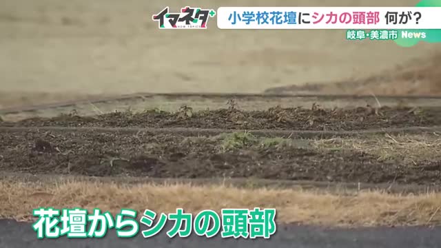 誰かが埋めた？小学校の花壇にシカの頭部　校長「憤りを感じる」、防犯カメラを新たに設置　岐阜県