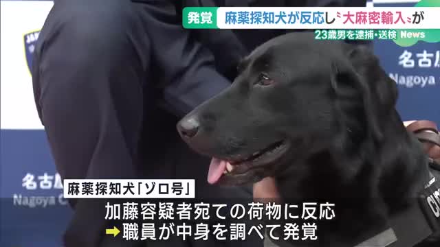 麻薬探知犬「ゾロ号」お手柄　メキシコからの荷物に大麻発見、容疑者逮捕　名古屋