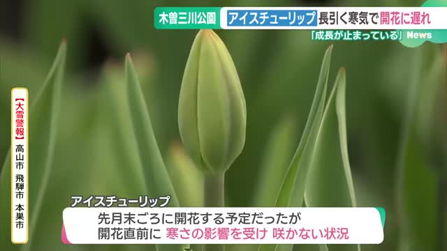 “アイスチューリップ”寒さに震える　開花予定過ぎてもまだつぼみ、屋根の下に避難　岐阜の木曽三川公園