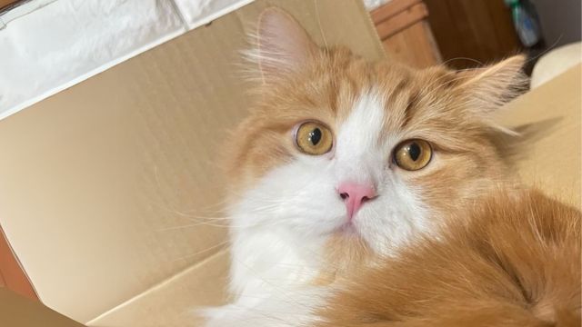 猫吸いをする際はアレルギーに注意を