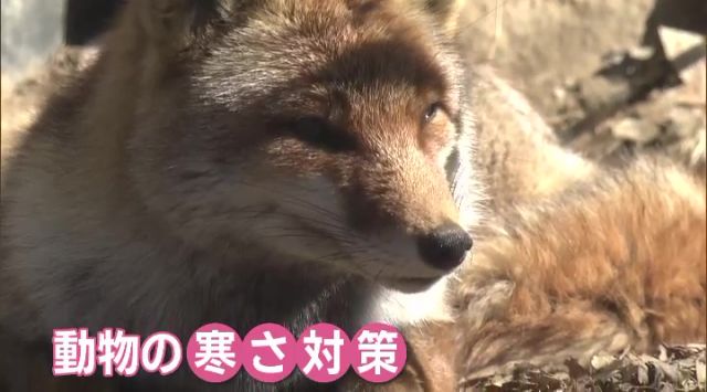 豊橋総合動植物公園では、落ち葉を入れて動物の寒さ対策にしている