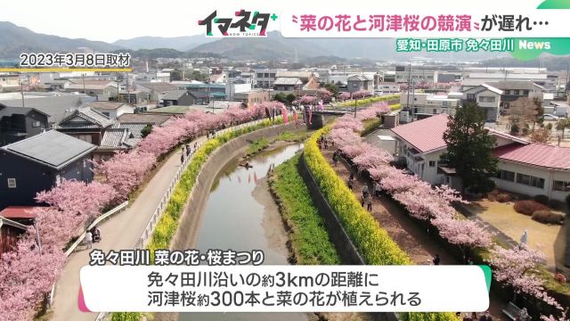 免々田川 菜の花・桜まつり(2023年3月)