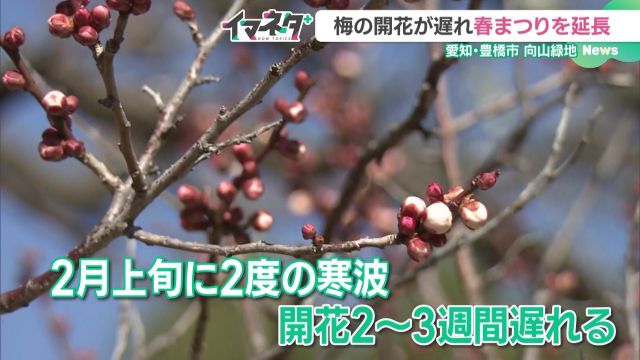 開花が約2~3週間ほど遅れている