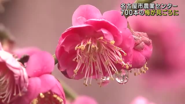 700本の梅の花が見ごろに　今年は寒さの影響で開花が遅れる　名古屋市