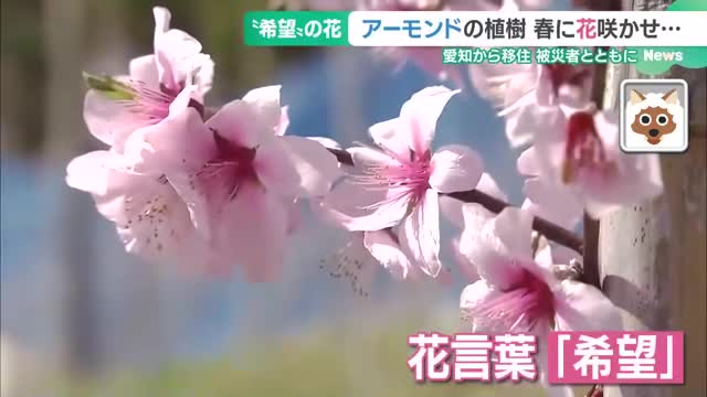 津波に流された浜に“希望の花”　宮城・石巻「十八成浜」でアーモンドを育てる男性、愛知から移住