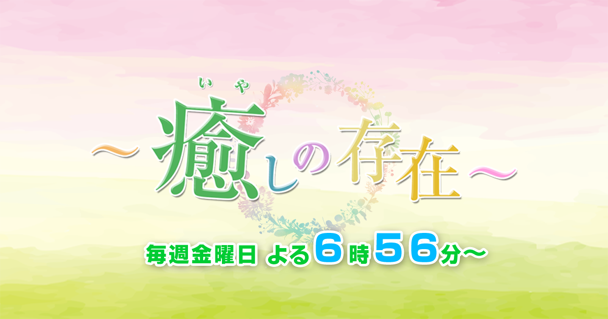 癒しの存在 名古屋テレビ メ テレ