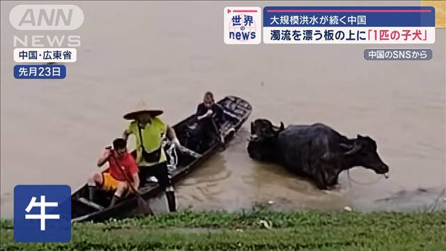 大規模洪水が続く中国　漂う板の上に子犬　ブラジル記録的洪水で「取り残された馬」