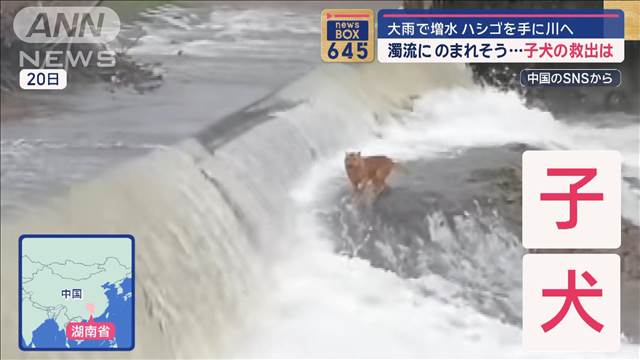 濁流にのまれそう…子犬の救出は　大雨で増水　ハシゴを手に川へ