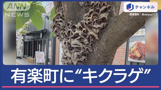 有楽町の街路樹“キクラゲ”生えた…けど無くなった？誰か採った！？