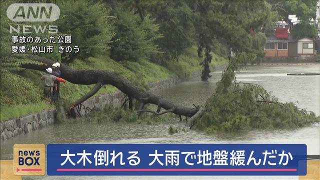 大木倒れる　大雨で地盤緩んだか　愛媛・松山市