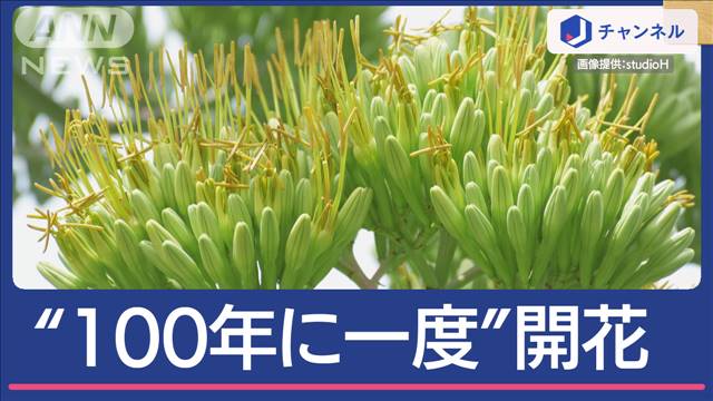 “100年に一度”幻の花が咲いた！横浜の中央分離帯にリュウゼツラン