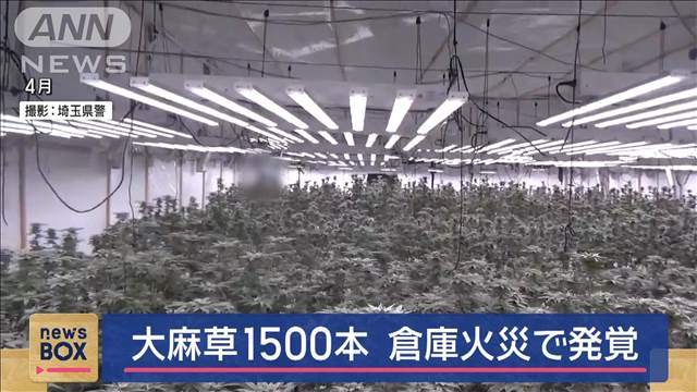 茨城県の倉庫で大麻草約1500本栽培か　火事の通報で発覚　ベトナム人男女6人を逮捕