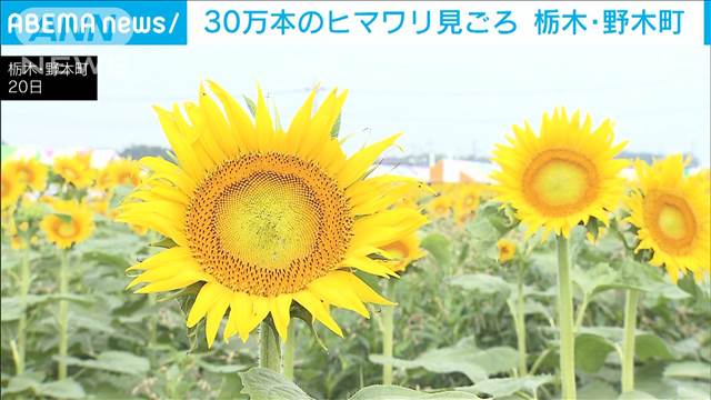 30万本のヒマワリで一面黄色に　栃木・野木町“夏の絶景”