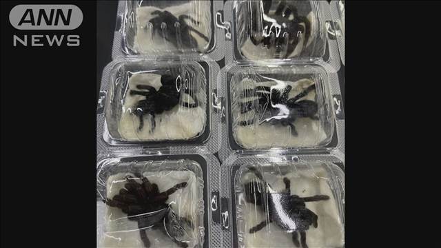 大量のサソリやクモが箱から…日本人の男をタイ空港で拘束