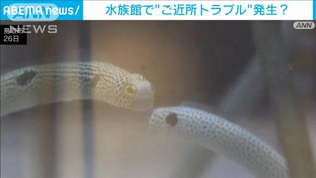 鳥取県の水族館で“ケンカ”?　チンアナゴのご近所トラブル　