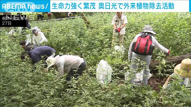 栃木・奥日光　外来植物「オオハンゴンソウ」除去作戦　約260人のボランティアが参加