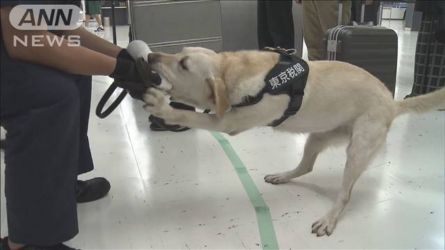 国内初「紙幣探知犬」の導入　高額な現金など不正な海外持ち出しを防ぐ　成田空港