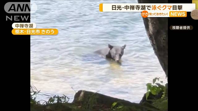 日光・中禅寺湖で泳ぐクマ目撃　華厳の滝近く