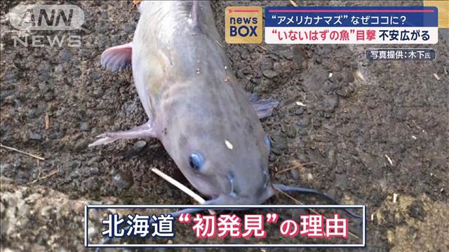 “いないはずの魚”目撃　不安広がる　「アメリカナマズ」なぜココに？