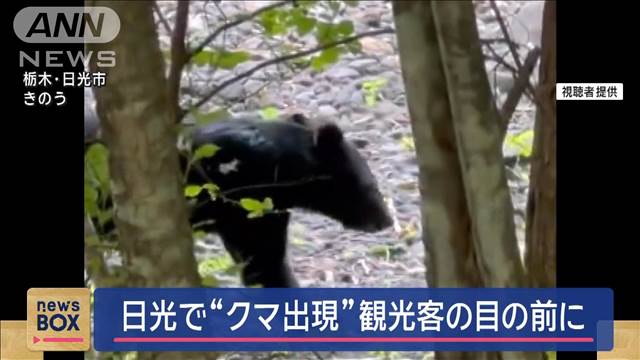 日光で“クマ出現”観光客の目の前に　目撃相次ぐ