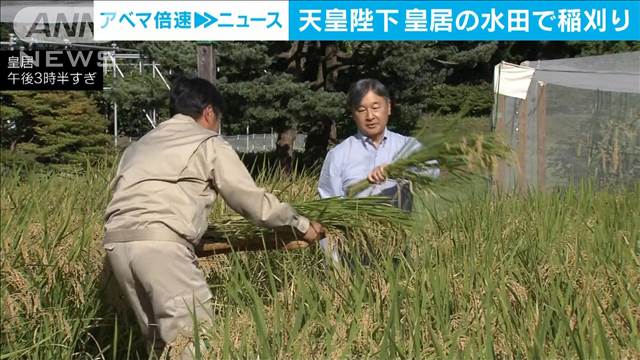 天皇陛下　皇居の水田で恒例の稲刈り　猛暑や雷雨に見舞われるも順調に成長