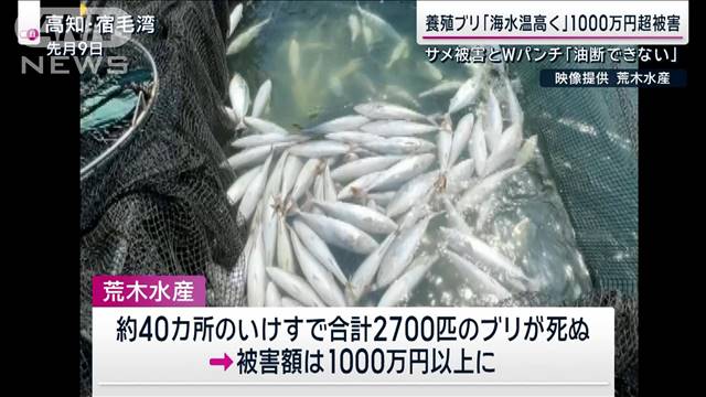 “秋の味覚”猛暑直撃 カキ「やけど」で1割商品にならず…パクチーは「8月全滅」