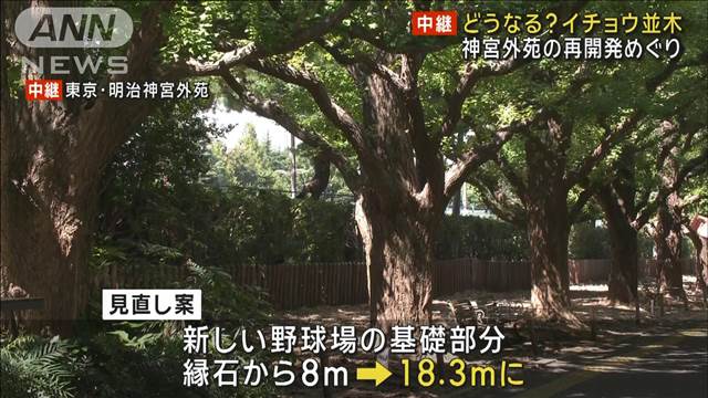 【中継】イチョウ並木の今後は…　明治神宮外苑のシンボル