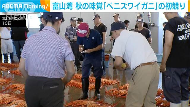 秋の味覚「ベニズワイガニ」初競り　富山・射水市