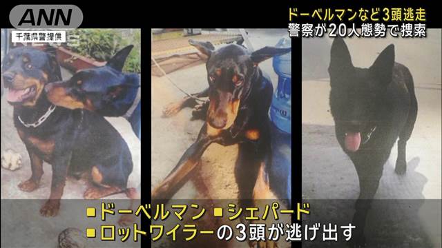 ドーベルマンやシェパードなどオスの大型犬3頭がヤードから逃走　千葉・四街道市