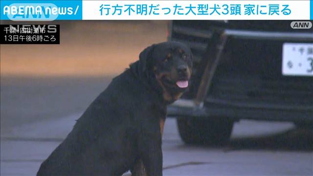 行方不明だった大型犬3頭　家に戻る　千葉