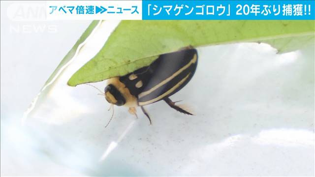 絶滅の危機！希少昆虫「シマゲンゴロウ」を20年ぶりに福岡・うきは市で捕獲！