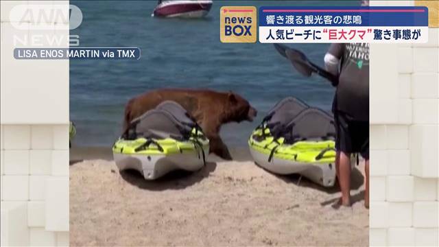 響き渡る観光客の悲鳴…人気ビーチに“巨大クマ”驚きの事態が