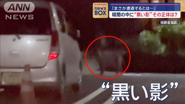 「まさか遭遇するとは…」暗闇の中に“黒い影”その正体は？　