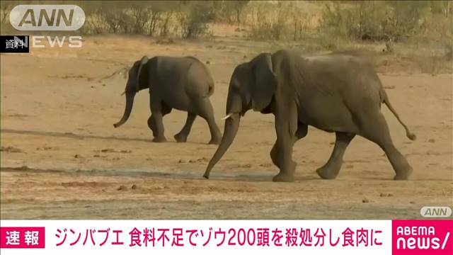 ジンバブエ　食糧不足対応でゾウ200頭を殺処分し食肉に