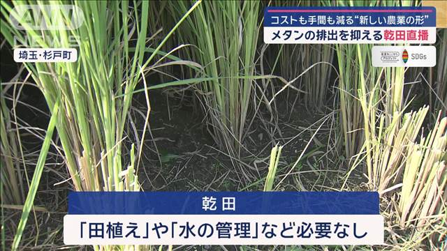 【SDGs】メタンの排出を抑える乾田直播　コストも手間も減る“新しい農業の形”