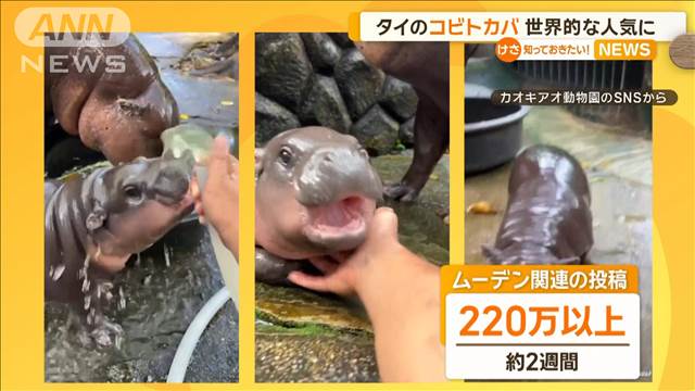 コビトカバのムーデンちゃん　むっちりとした愛らしいフォルムで世界的な人気に　タイ