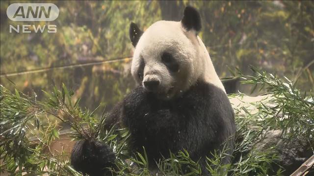 「会えなくなるの寂しい」上野動物園の2頭のパンダ最終観覧日　あす中国に返還