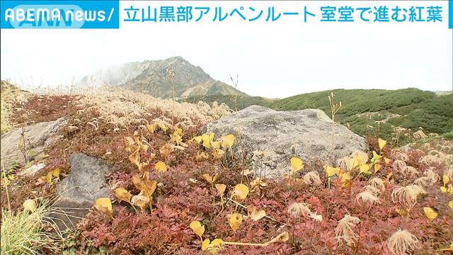 立山黒部アルペンルート　高山植物色づき始め…室堂で進む紅葉