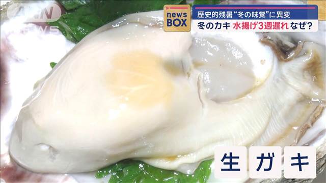 歴史的残暑“冬の味覚”に異変　冬のカキ　水揚げ3週遅れ　なぜ？